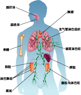 免疫系统的组成