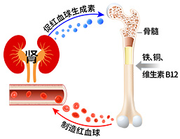 肾影响血液的制造和新陈代谢