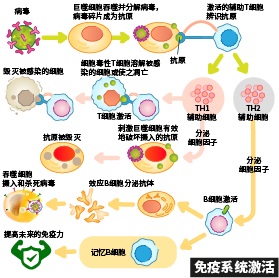 免疫系统激活。