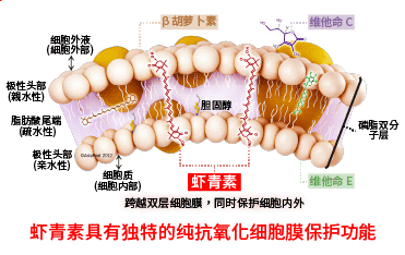 AstaReal® 虾青素具有独特的纯抗氧化细胞膜保护功能