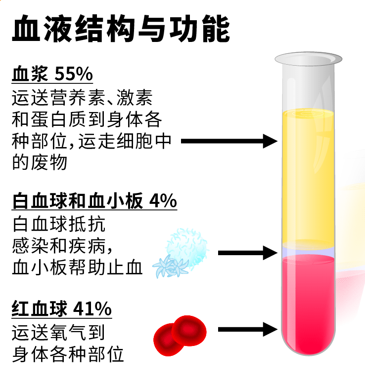 血液结构与功能血浆白血球和血小板红血球